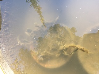 涸沼湖水の実験写真