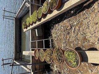 沈水植物の植え付け鉢を投入