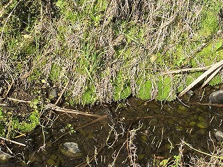 水際には苔が沢山出ている写真