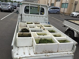葵小学校水生植物増殖写真