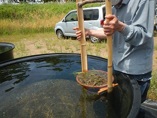 コウガイモを素焼き鉢と共に水中へ入れる