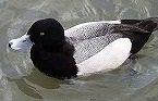 NPO THERP
