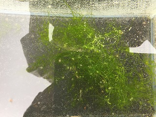 シャジクモの写真